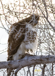 Red tailed Hawk